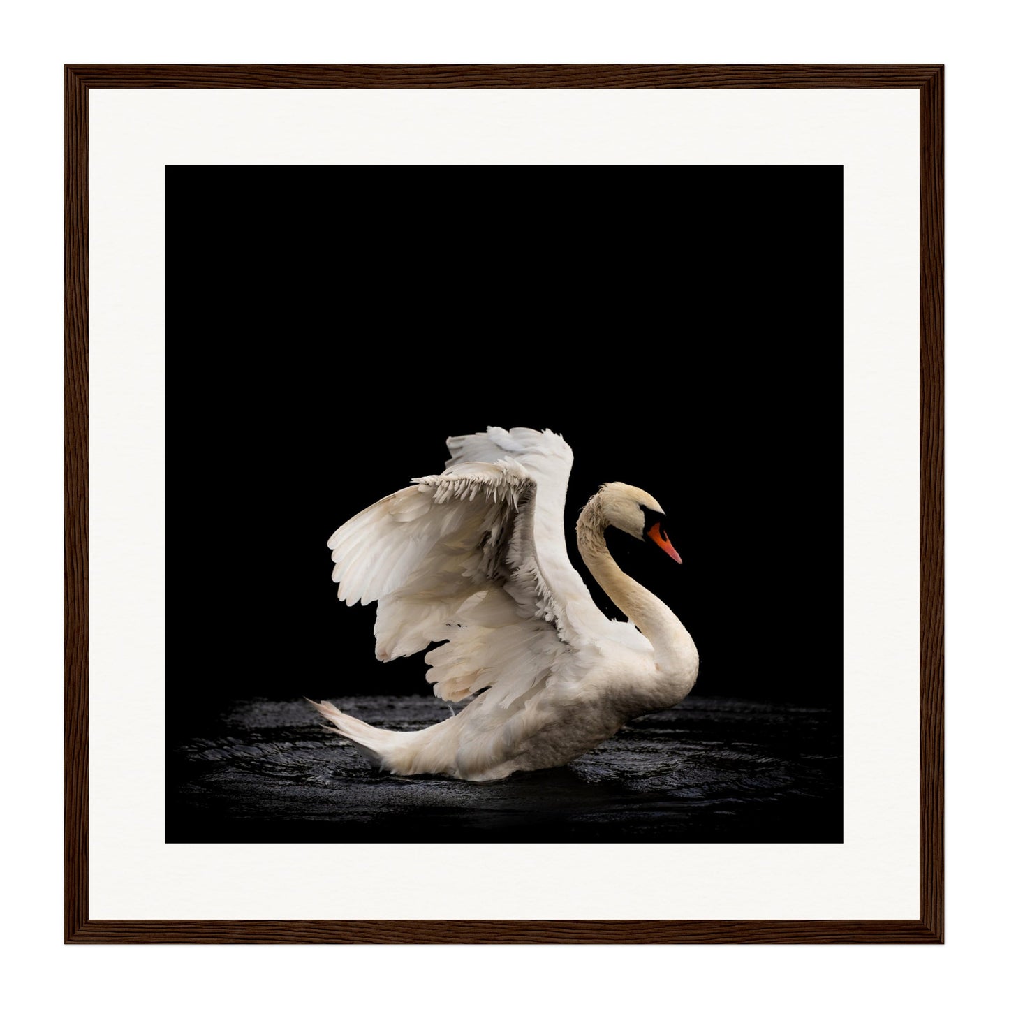 Swan, Scotland Wall Art - Uncharted Borders