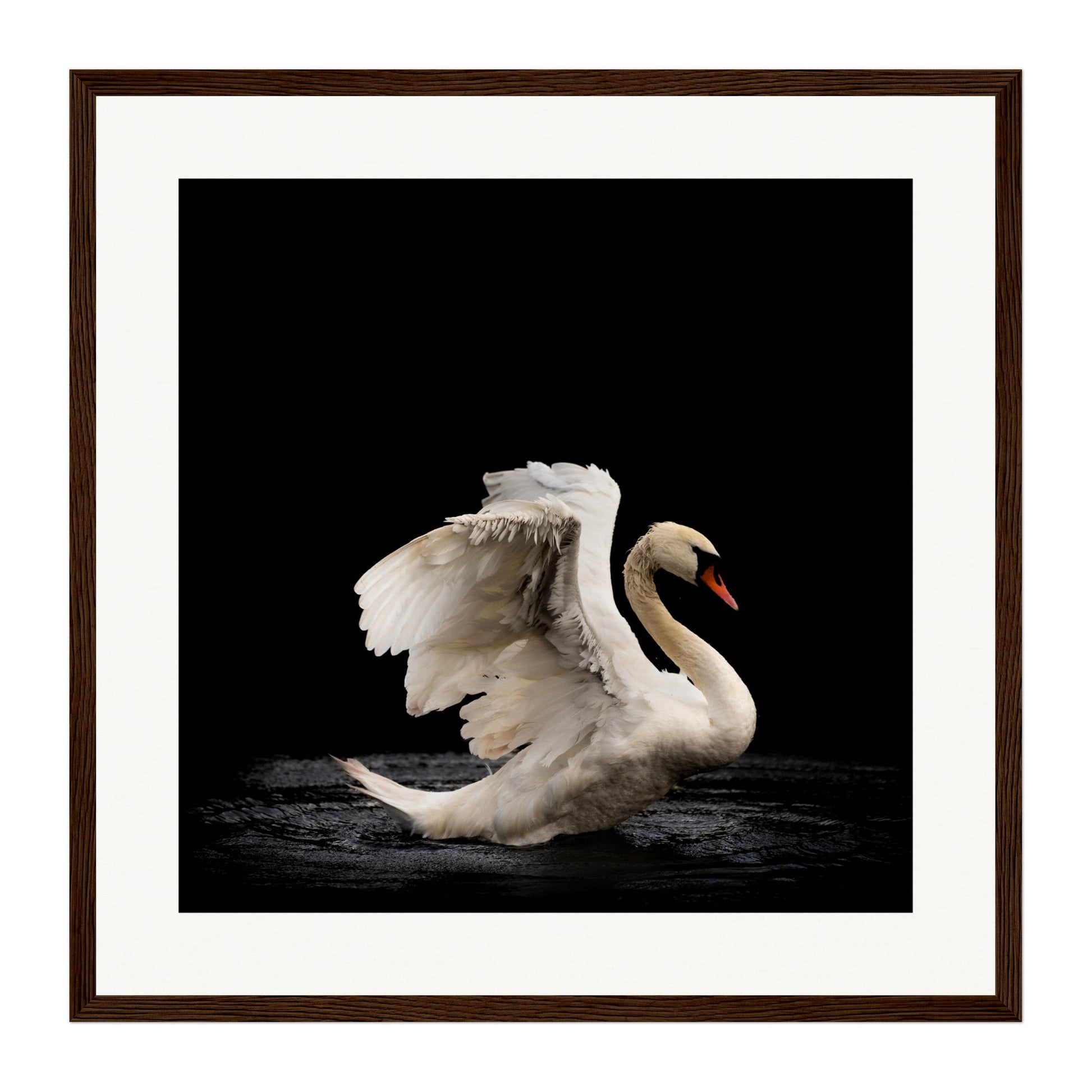 Swan, Scotland Wall Art - Uncharted Borders