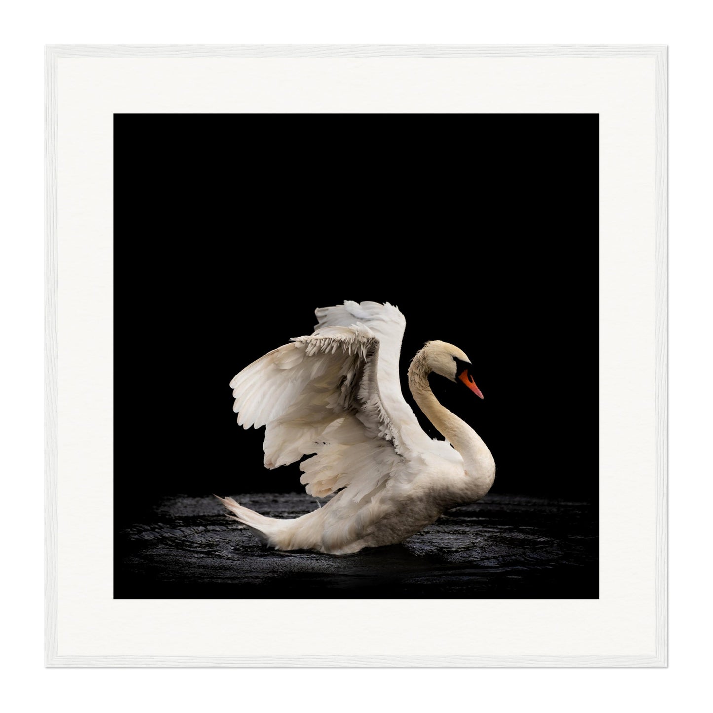 Swan, Scotland Wall Art - Uncharted Borders