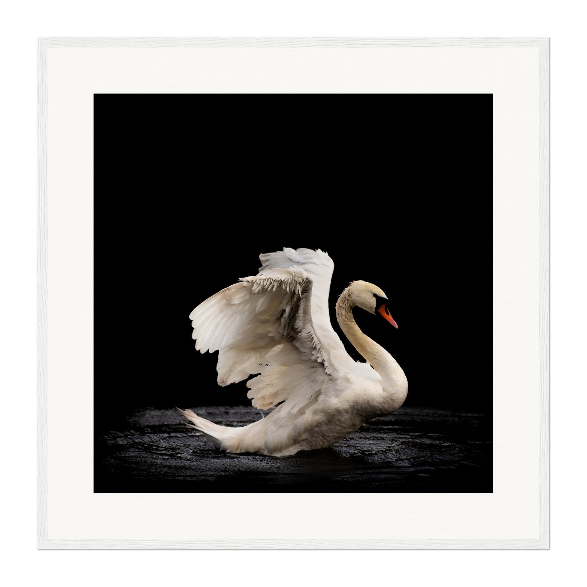 Swan, Scotland Wall Art - Uncharted Borders