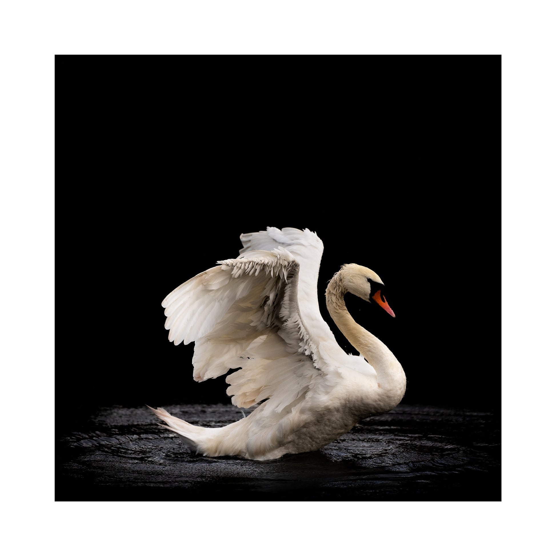 Swan, Scotland Wall Art - Uncharted Borders