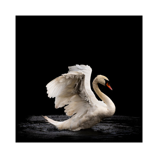 Swan, Scotland Wall Art - Uncharted Borders