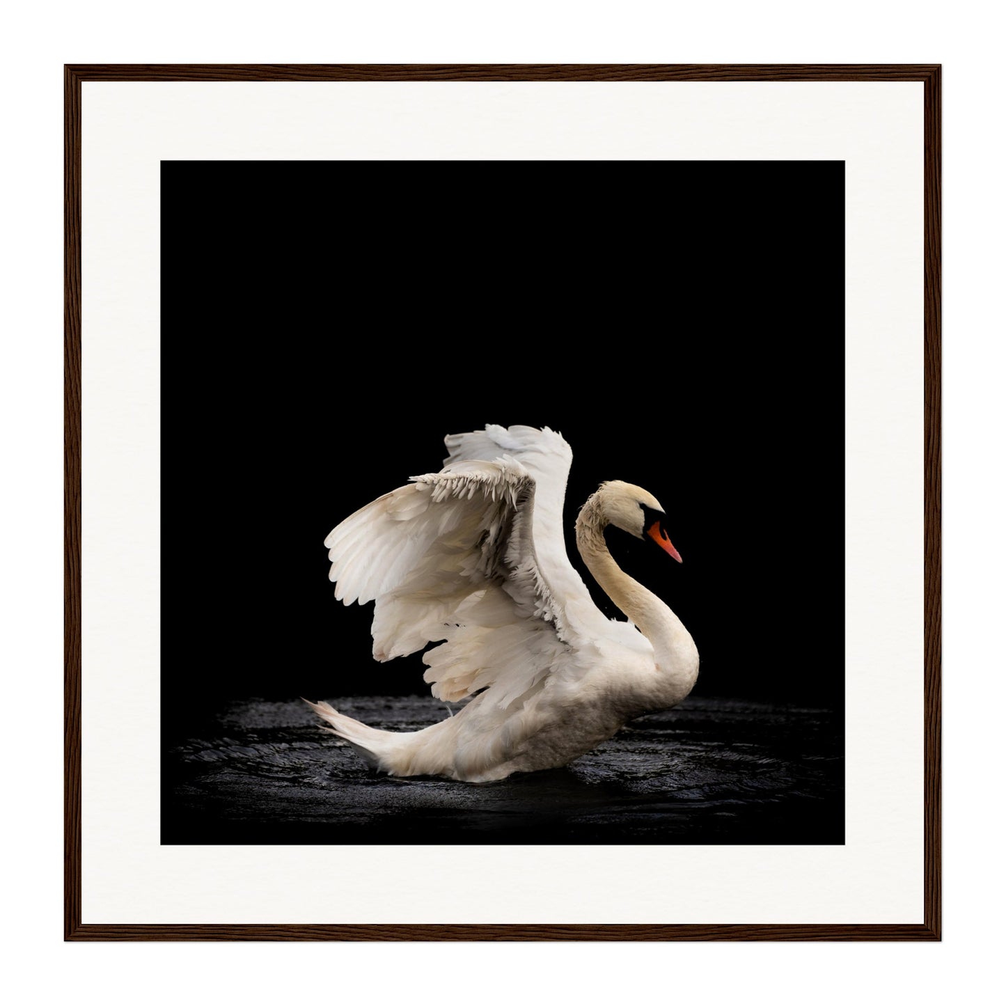 Swan, Scotland Wall Art - Uncharted Borders
