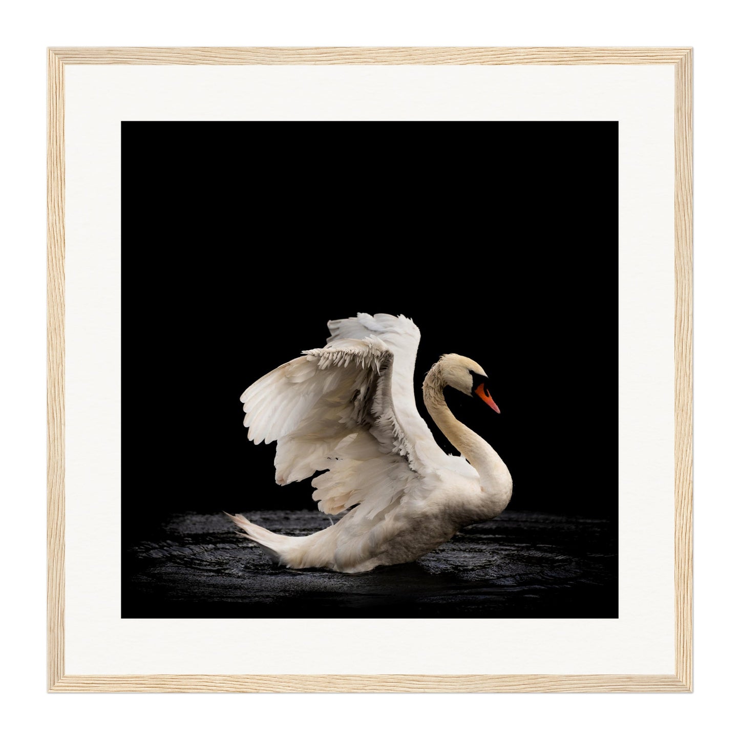 Swan, Scotland Wall Art - Uncharted Borders