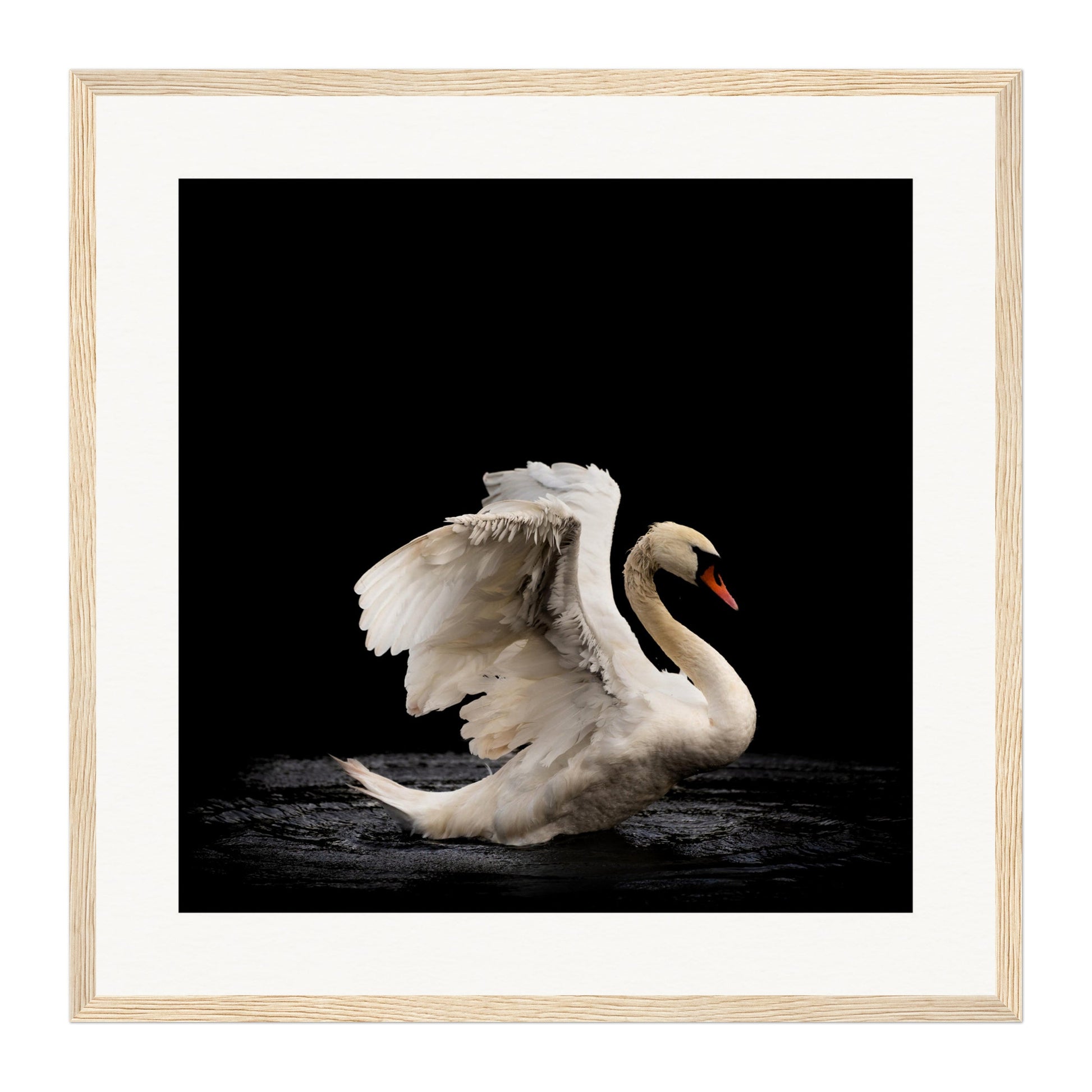Swan, Scotland Wall Art - Uncharted Borders