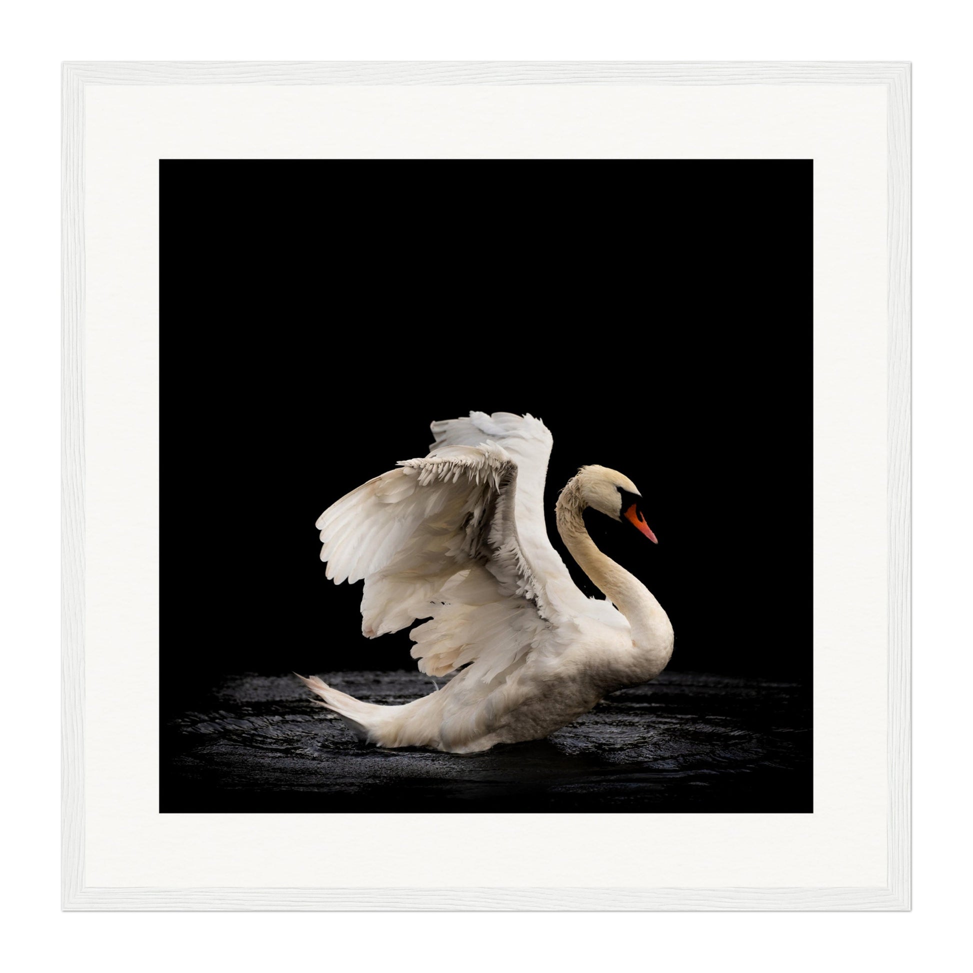 Swan, Scotland Wall Art - Uncharted Borders