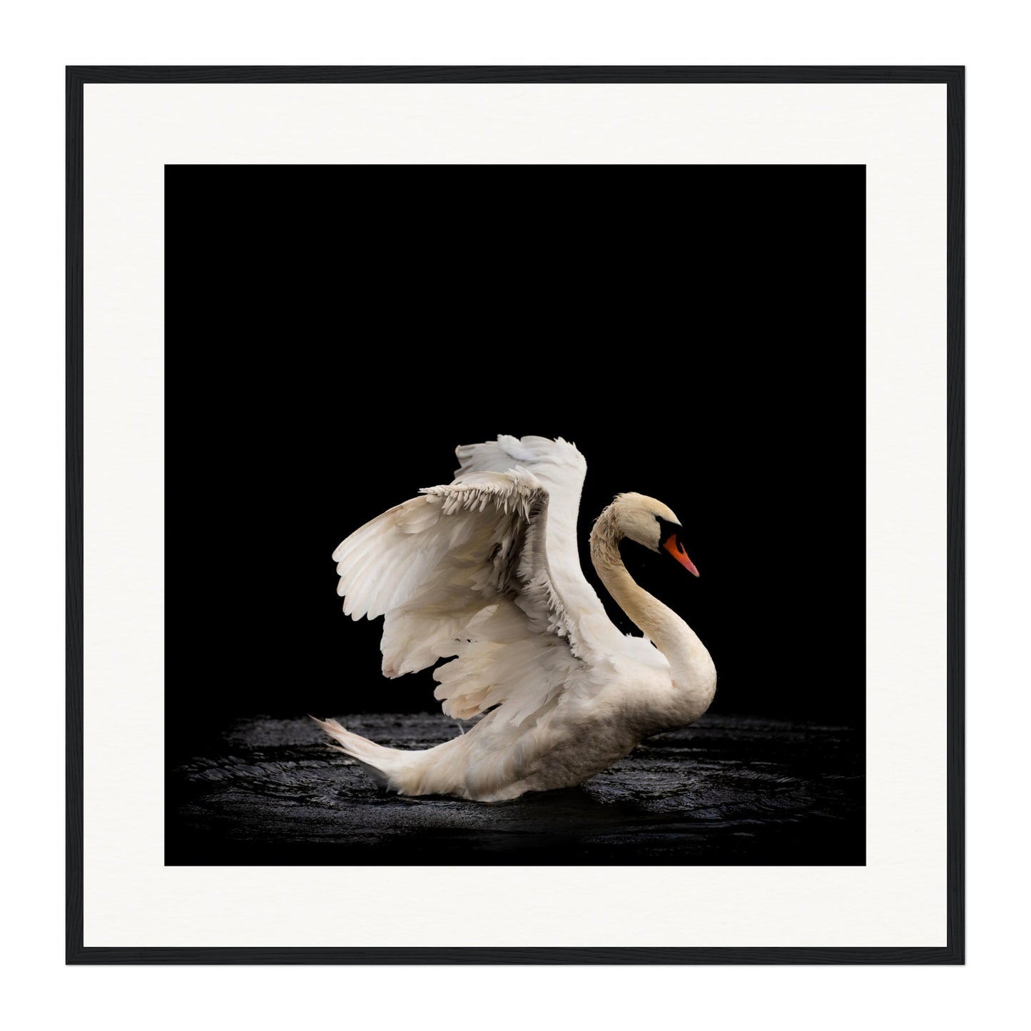Swan, Scotland Wall Art - Uncharted Borders