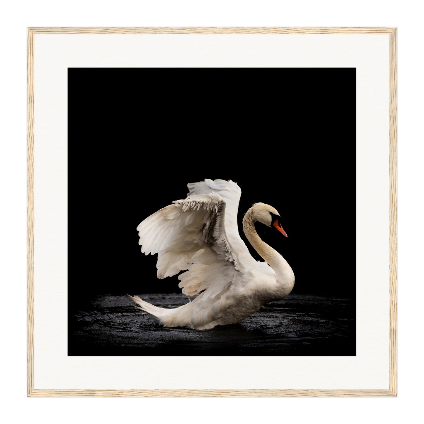 Swan, Scotland Wall Art - Uncharted Borders