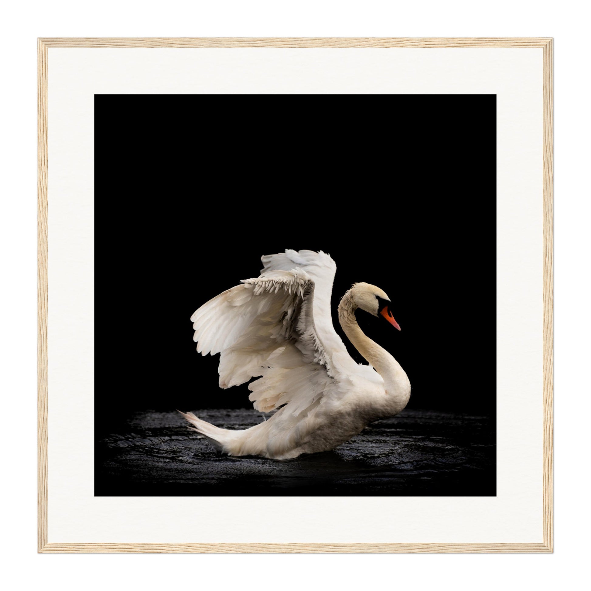 Swan, Scotland Wall Art - Uncharted Borders